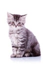 Cute baby silver tabby cat