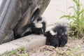 Cute Baby Skunks Royalty Free Stock Photo