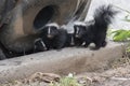 Cute Baby Skunks Royalty Free Stock Photo