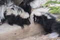 Cute Baby Skunks Royalty Free Stock Photo