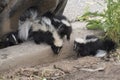Cute Baby Skunks Royalty Free Stock Photo