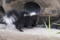 Cute Baby Skunks Royalty Free Stock Photo