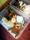 Cute baby sloth sints in a laundy box