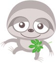 Cute baby sloth walking unsteadily and holding a cecropia leaf Royalty Free Stock Photo