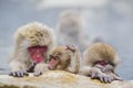 Cute Baby Snow Monkey Playing in Steam Royalty Free Stock Photo