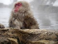 Cute baby snow monkey sucking milk from mom inside hot springs while the snow falls in the winter season-Japan Royalty Free Stock Photo