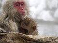 Cute baby snow monkey sucking milk from mom inside hot springs while the snow falls in the winter season-Japan Royalty Free Stock Photo