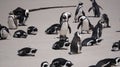 Cute baby South African penguin shedding in Boulders beach near Cape Town south Africa Royalty Free Stock Photo