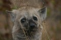 Cute Baby Spotted Hyena