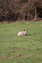 Spring time mother and baby lambs in farmers field Royalty Free Stock Photo