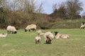 Spring time mother and baby lambs in farmers field Royalty Free Stock Photo