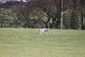 Spring time mother and baby lambs in farmers field Royalty Free Stock Photo