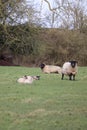 Spring time mother and baby lambs in farmers field Royalty Free Stock Photo