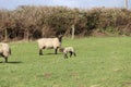 Spring time mother and baby lambs in farmers field Royalty Free Stock Photo