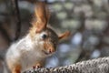 Cute baby squirrel. Cute squirrel. Orange-grey squirrel