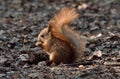 Cute baby squirrel eating a nut on the ground Royalty Free Stock Photo