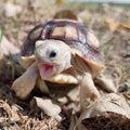 Cute baby sulcata tortoise roar