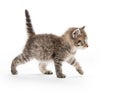 Cute tabby kitten on white background Royalty Free Stock Photo