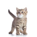 Cute baby tabby kitten isolated on white background Royalty Free Stock Photo