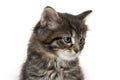 Cute baby tabby kitten on white Royalty Free Stock Photo