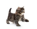 Cute baby tabby kitten on white Royalty Free Stock Photo
