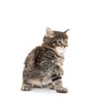 Cute baby tabby kitten on white Royalty Free Stock Photo