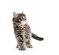 Cute baby tabby kitten on white Royalty Free Stock Photo