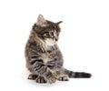 Cute baby tabby kitten on white Royalty Free Stock Photo
