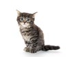 Cute baby tabby kitten on white Royalty Free Stock Photo