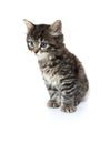 Cute baby tabby kitten on white Royalty Free Stock Photo