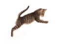 Cute tabby kitten jumping