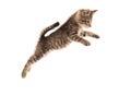 Cute tabby kitten jumping