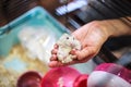 Cute Baby Tricolor Female Exotic Winter White Dwarf Hamster lying comfortably in owner palm hand in the cage. Winter White Hamster