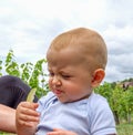 A cute baby tries eating lemon and makes a sour face at a vineyard Royalty Free Stock Photo