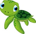 Cute baby turtle Royalty Free Stock Photo