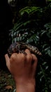 Cute baby varanus salvator Royalty Free Stock Photo