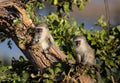 Cute Baby Vervet Monkeys in Kruger National Park Royalty Free Stock Photo