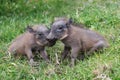 Cute Baby Warthogs Royalty Free Stock Photo