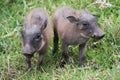 Cute Baby Warthogs Royalty Free Stock Photo