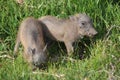 Cute Baby Warthogs Royalty Free Stock Photo