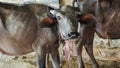 Cute baby water buffalo face close up. Black color buffalo head closeup in india, asia. Royalty Free Stock Photo