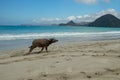 Cute baby water buffalo running on the beach
