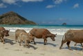 Cute baby water buffalo walking on the beach Royalty Free Stock Photo