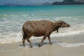 Cute baby water buffalo walking on the beach Royalty Free Stock Photo