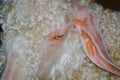 Cute baby white Angora goat face in close up. Royalty Free Stock Photo