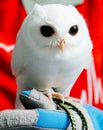 A cute baby pure white owl Royalty Free Stock Photo