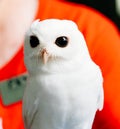 A cute baby pure white owl Royalty Free Stock Photo