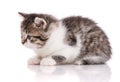 Cute baby. Tabby kitten isolated on white background Royalty Free Stock Photo