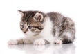 Cute baby. Tabby kitten isolated on white background Royalty Free Stock Photo