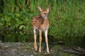 A cute baby white tailed deer fawn explores a marsh Royalty Free Stock Photo